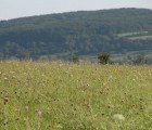 Dead Coal Mine Pits Grow New Trees Without Human Assistance