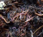 Earthworms Could Be Used to Clean Up Hazardous Toxins in Soil