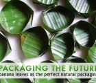 Packaging the Future: Banana Leaves as Natural Packaging!