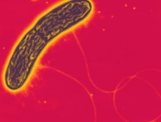 Microbes Derek Lovley UMass, Derek Lovley microorganisms, zarath summers microorganisms, electron transfer microorganisms, co-operative electron transfer