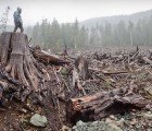 World Bank to Fund Carbon Markets in Developing Countries