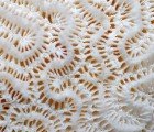 Researchers Developing Coral-Like Living Skin for Buildings