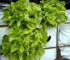 Eathouse: A Fresh, Local Take on Edible Architecture