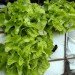 Eathouse, edible architecture, Stuurlui Stedenbouw, Atelier GRAS!, sustainable design, green design, urban agriculture, vertical farm house