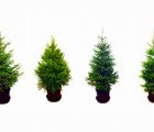 Rent a Living Christmas Tree This Year!
