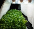 Low Energy Indoor Farm in Saudi Arabia Uses No Pesticides, Soil or Sunlight