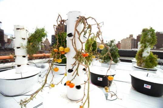 Bell Book & Candle Restaurant Aeroponic Rooftop Garden John Mooney, Bell Book & candle restaurant, aeroponic growing, agriculture, locavore, roof top garden, organic produce