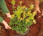 Plant a Wish Restores Native Plant Habitats Around America