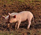 Potty Trained Pigs Could Save Taiwan 75,000 Tons of Water Each Day