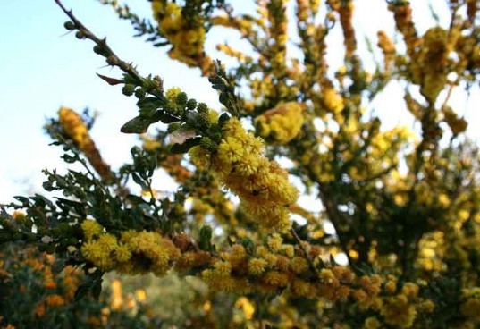 Researchers Develop Structures Inspired by Plants that Can Move mimosa plant, structures inspired by plants, plant inspired structures, plant movement, plants that move, do plants move, can plants move, biomimicry, structural biomimicry