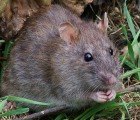 Do Electric Cars Attract Rat Squatters?