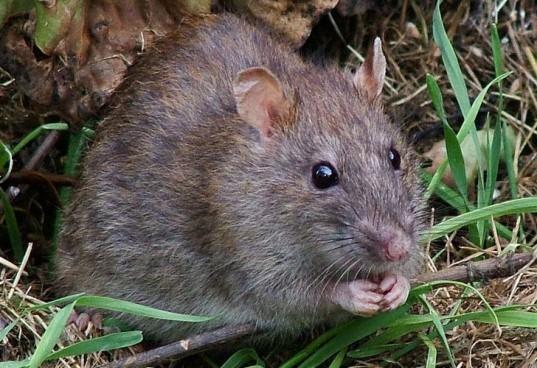 Do Electric Cars Attract Rat Squatters? chevy volt, rat squatters, rodents and car engines, rodent in car engine, rat in car engine, electric car problems, electric car mishaps
