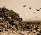 Environmental Documentaries Bring a Green Theme to 2011 Academy Awards