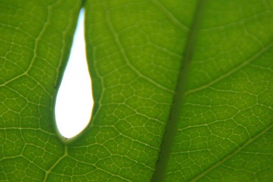 self repairing solar cells, purdue university solar power, solar cell plants, Jong Hyun Choi, purdue Jong Hyun Choi, solar cells photosynthesis, plants solar cells,