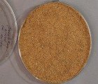 New Process Can Turn Nine Billion Pounds of Meat and Bone Meal into Plastic
