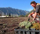 Gorgeous New Green Roof Pops Up Atop a New Zealand School
