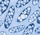Scientists Developing Self-Healing Plastics Inspired by Rubber Tree Plants