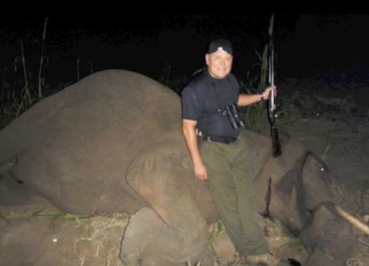 godaddy ceo bob parsons, bob parsons shoots elephant, godaddy ceo shoot elelphant, endangered elephants, african elephants, bob parsons shoots elephant, godaddy ceo shooting elephant video, video bob parsons, godaddy elephant video