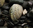 Clams Could Clean Up Oil Spills Without Chemicals