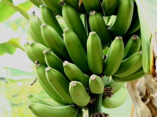 fruit based plastics, plastics made from fruit, plastics made from bananas, plastic made from pineapple