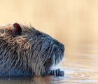 U.S. Federal Program Funds the Use of Nutria as “Eco-Friendly Fur”