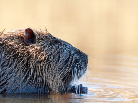 nutria, animal cruelty, fur, National Resources Defense Council, eco-fashion, sustainable fashion, green fashion, ethical fashion, sustainable style