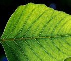 MIT Scientists Create Artificial Solar Leaf That Can Power Homes