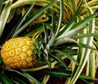 Banana Plastic: Researchers Create Strong Plastic from Fruit that Rivals Kevlar
