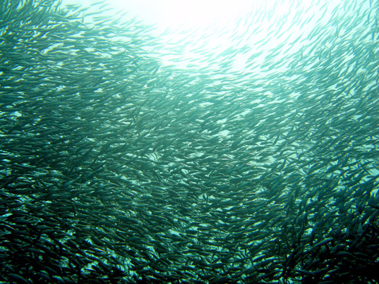 redondo beach sardines, dead sardines, sardines fertilizer, king harbour marine, recycled fish, sustainable design, green design, composting