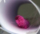 Silkworms Munch Mulberries & Dye to Produce Naturally Flourescent Silk