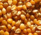 Doctors Say Biofuel Subsidies Could Cause 192,000 Excess Deaths a Year