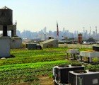 World’s Largest Rooftop Farm Kicks Off Second Growing Season in Brooklyn