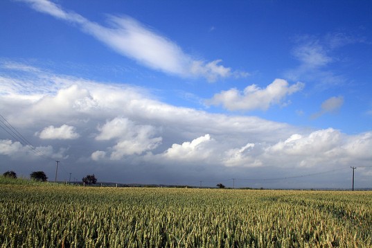 gm modified crops, organic farmers, Monsanto gm crops, organic crops, sourcewatch, gm seeds, organic crop destruction, containated crops, monsanto lawsuit