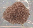Incredible Floating Fire Ants Help Develop Waterproof Materials and New Robotics