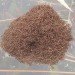 waterproof materials, waterproofing, fire ants, fire ant raft, ant raft, floating ants, floating ant raft, floating fire ant, amazonian ants, robotics research, biomimicry