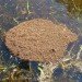 waterproof materials, waterproofing, fire ants, fire ant raft, ant raft, floating ants, floating ant raft, floating fire ant, amazonian ants, robotics research, biomimicry