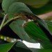 waterproof materials, waterproofing, fire ants, fire ant raft, ant raft, floating ants, floating ant raft, floating fire ant, amazonian ants, robotics research, biomimicry