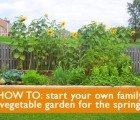 5 Tips on How to Start a Family Vegetable Garden this Spring!