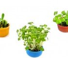 Grow Your Own Basil In The World’s Smallest Urban Garden – Plastic Bottle Caps