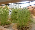 (F)utility Kitchen: A DIY Indoor Farm Made from IKEA Furniture