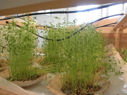 futility kitchen, leslie Mutchler, diy, diy farming, urban farming, diy kitchen, gardening, green design, eco design, sustainable design, slow food