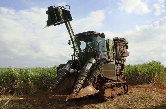 Planting Sugar Cane on Land Previously Occupied by Other Crops Lowers Local Temperature sugarcane biofuel, sugarcane, sugarcane crop, excess crops, biodiesel crops, waste crops, cooling crops, bamboo-like crops, sugarcane field, sugarcane plants, sugarcane energy