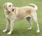 Your Pet Dog May Be Ingesting High Levels of Flame Retardants