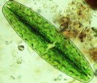 Green Algae Could Help Clean up Radioactive Nuclear Waste