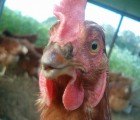 Chicken Feathers Could Be Used Make Stronger Plastics