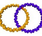 The World’s Smallest Wedding Rings Made of Interlocking DNA