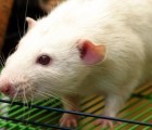 Synthetic Skins May Soon Replace Animals in Cosmetics Testing