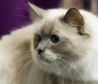 Should Cat Ownership Be Legislated To Protect Local Wildlife?