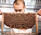 Urban Bee Keeper Michael Leung Creates a New Bee-Saving Buzz In Hong Kong