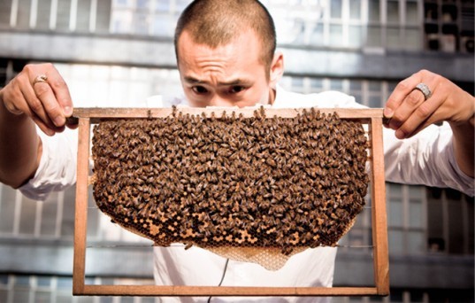 michael leung, urban bee keeping, product design, hong kong, threatened bee population, bee keeping hong knog, hong knog honey, pollination, urban honey making